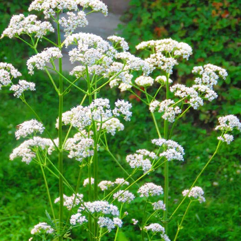 Anise (Pimpinella anisum)