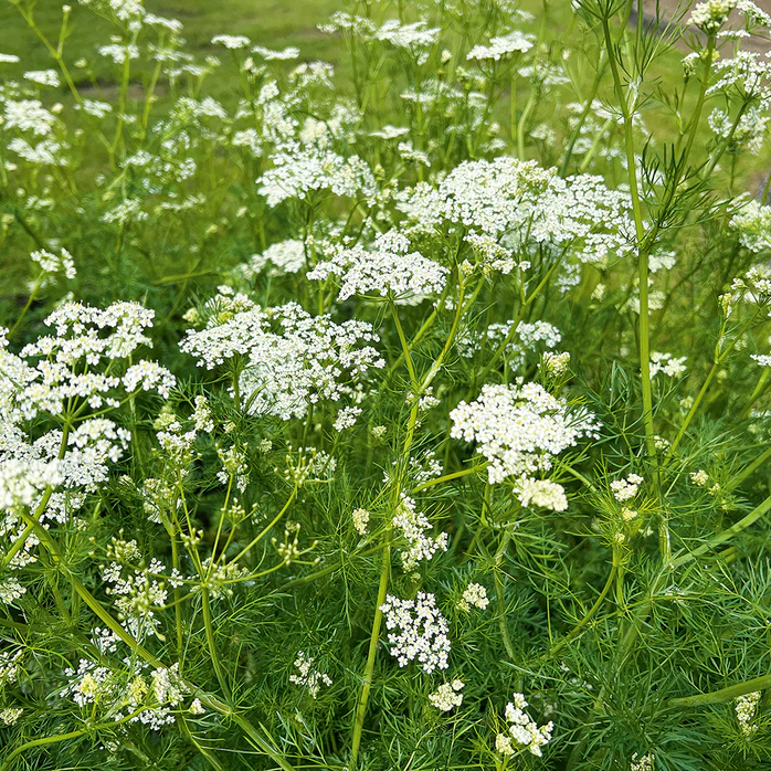 Caraway (Carum carvi) 