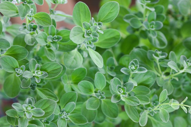 Marjoram (Origanum majorana)