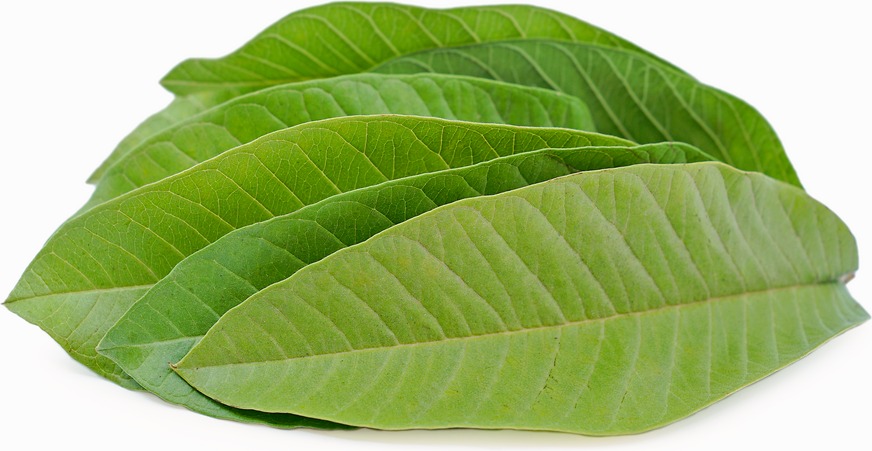 Guava Leaves (Psidium guajava) 