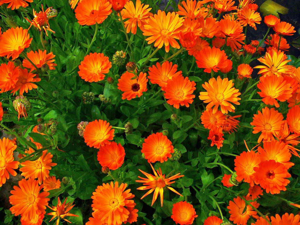 Calendula (Calendula officinalis