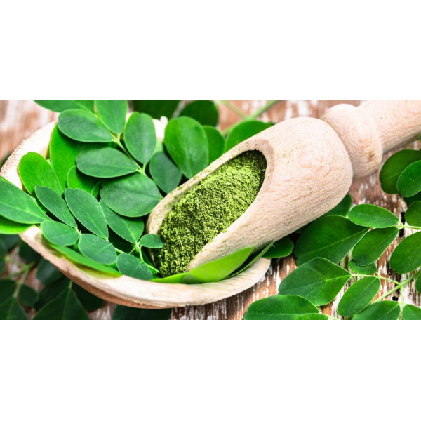 Moringa Tea (Moringa oleifera) 